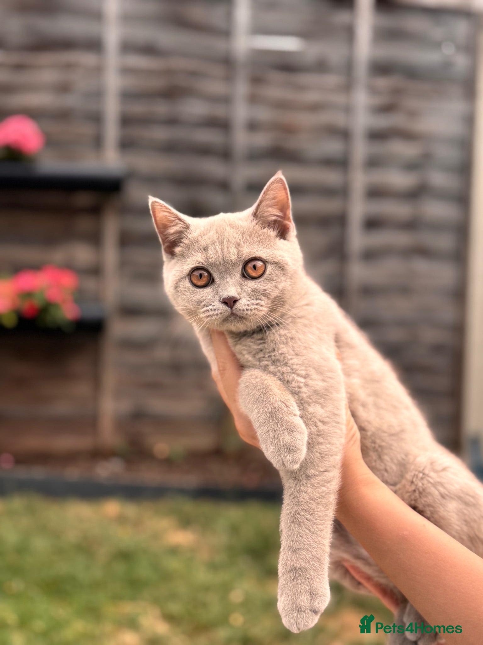 British Shorthair cats Lilac British Shorthair Girl  - Advert 2