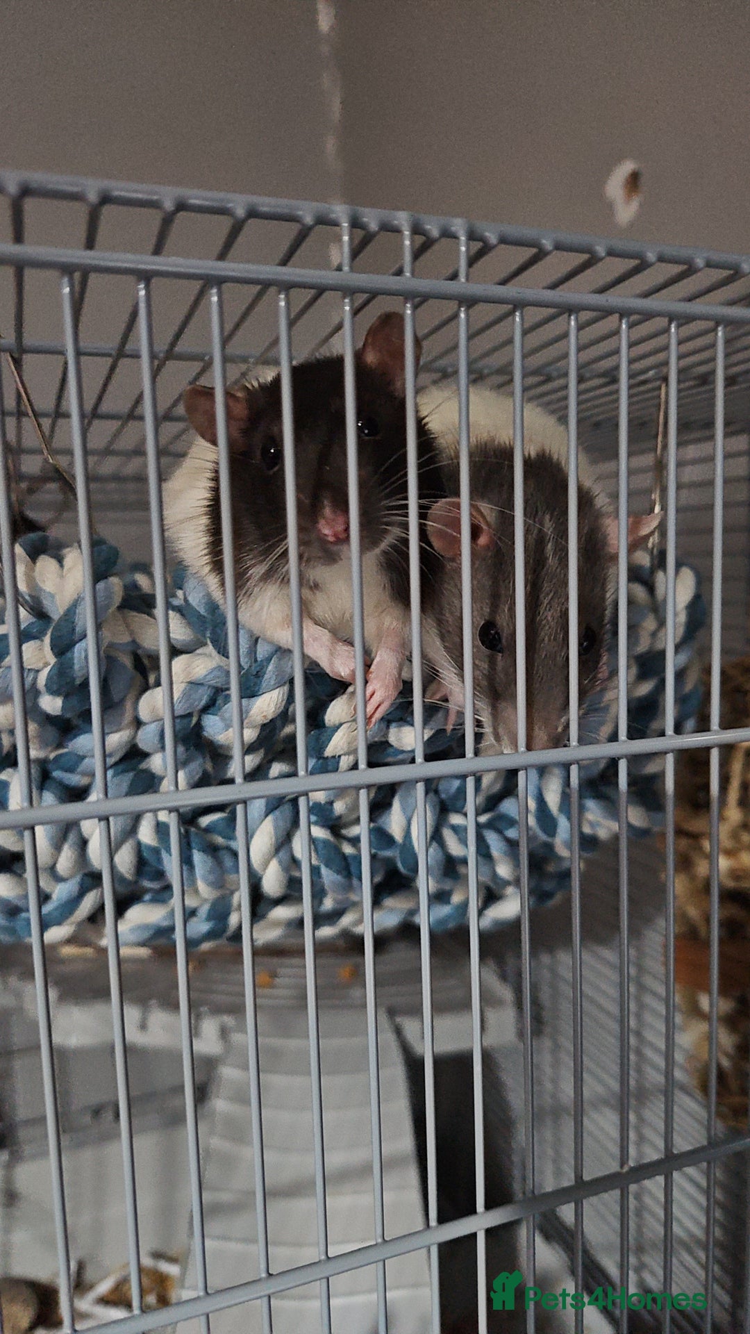 Rat rodents for sale: 2 Female Rats for Sale with full cage set up.  - Advert 2