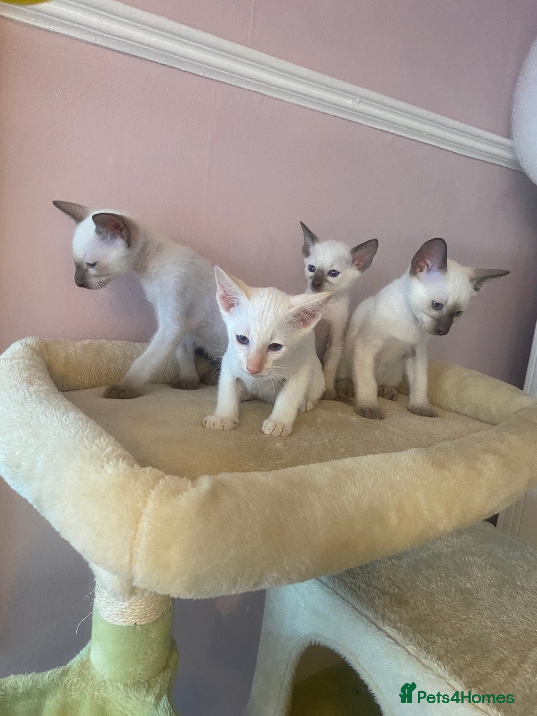 Siamese cats for sale: 🤩🐱Beautiful Siamese kittens for sale🐱⚡️ - Image 14