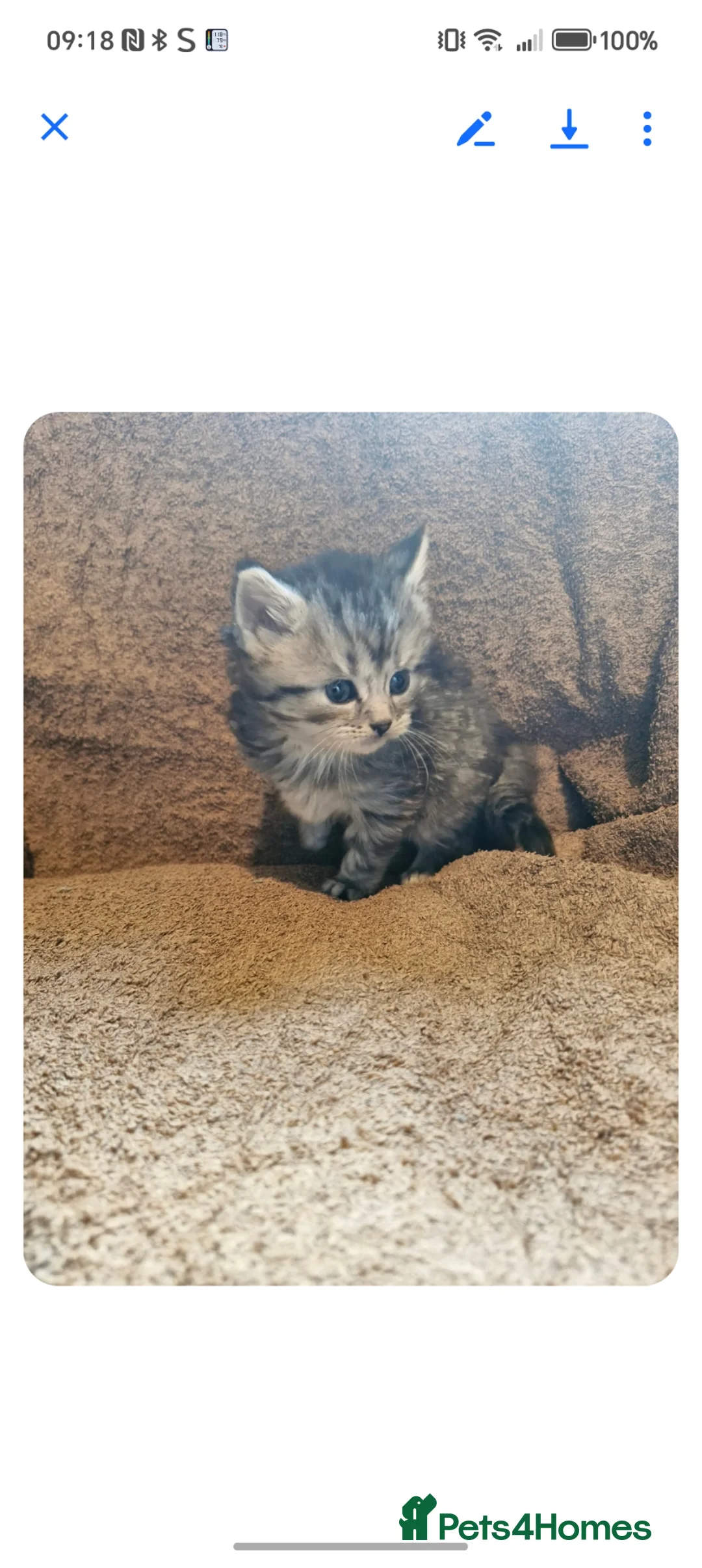 Maine Coon cats for sale: Maine coon kittens  in Norwich - Advert 2