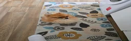 Pomeranian dogs for sale: Lovely Pomeranian looking for loving home - Advert 3