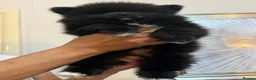 Pomeranian dogs for sale: Beautiful Pomeranian puppies  in Purfleet - Advert 5
