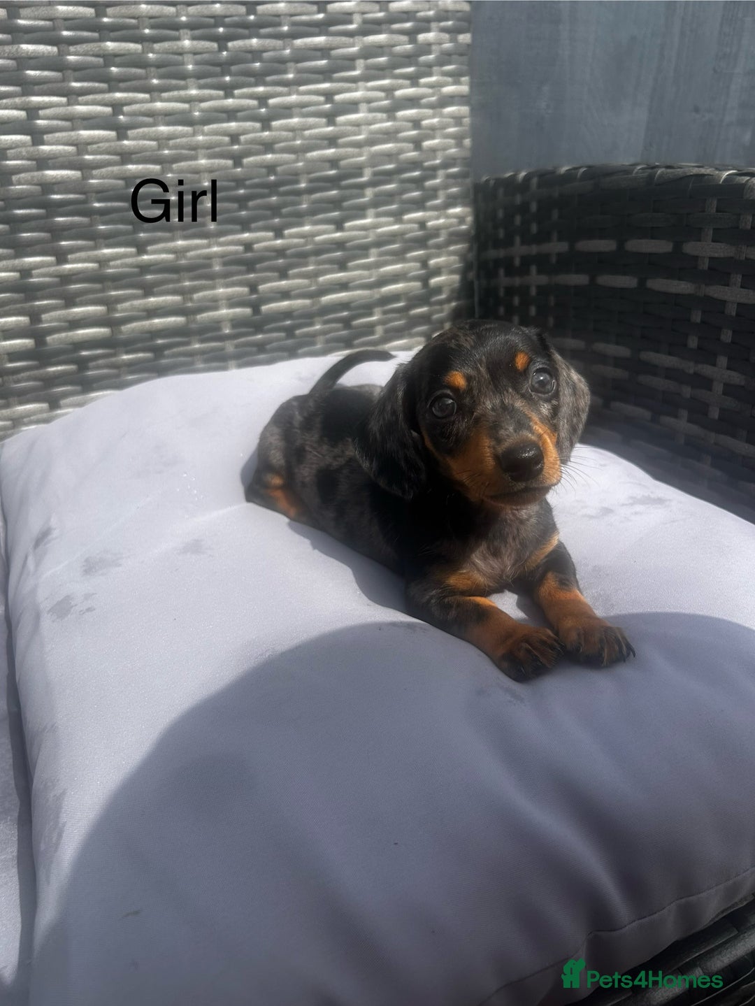 Miniature Dachshund dogs for sale: Miniature dachshund reddy for new homes - Image 7