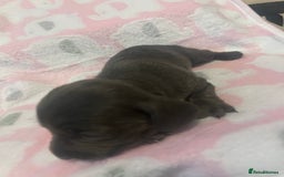 Dachshund dogs for sale: mini dachshunds 🐶 💚 - Advert 7