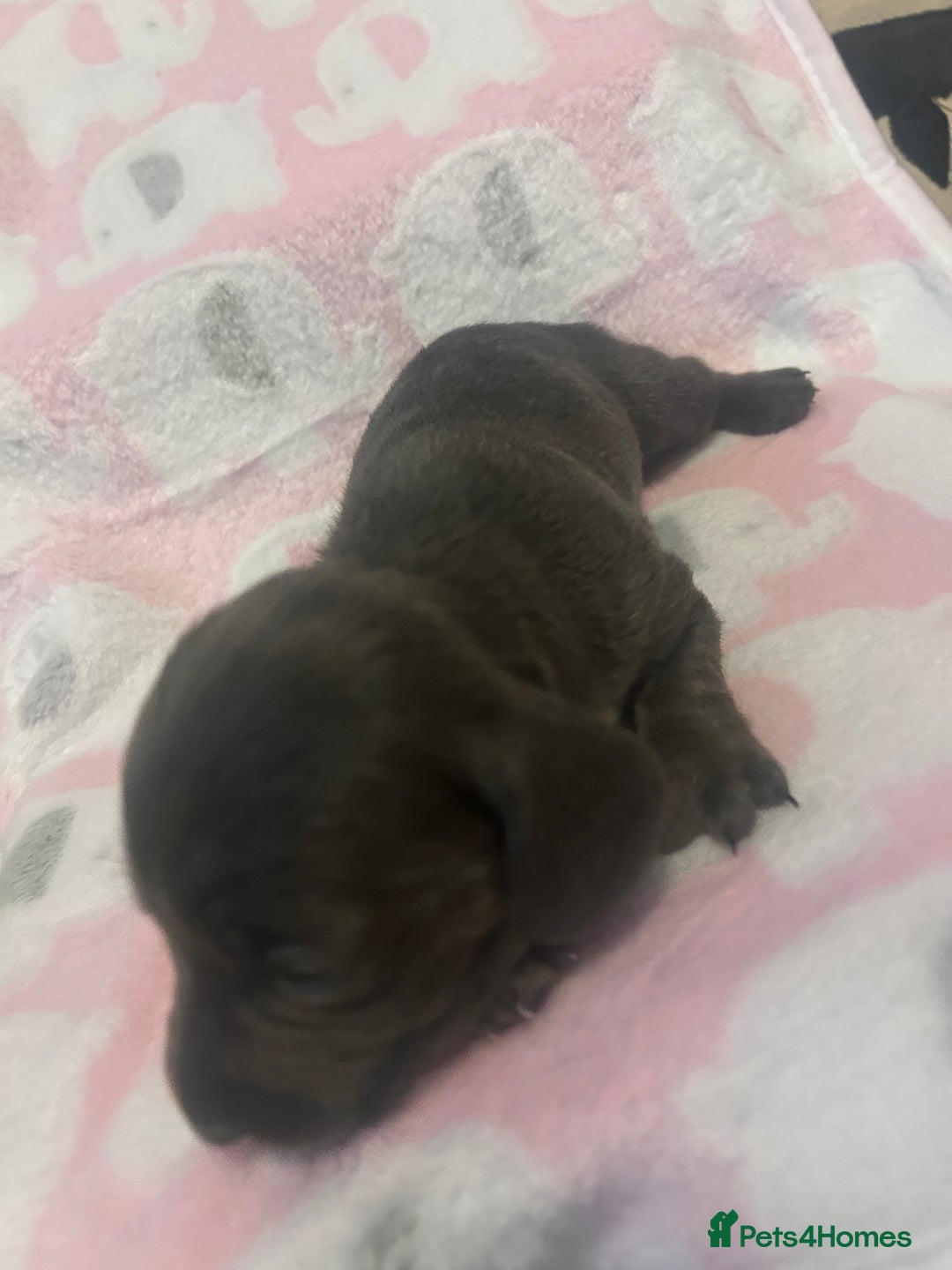 Dachshund dogs for sale: mini dachshunds 🐶 💚 - Advert 7