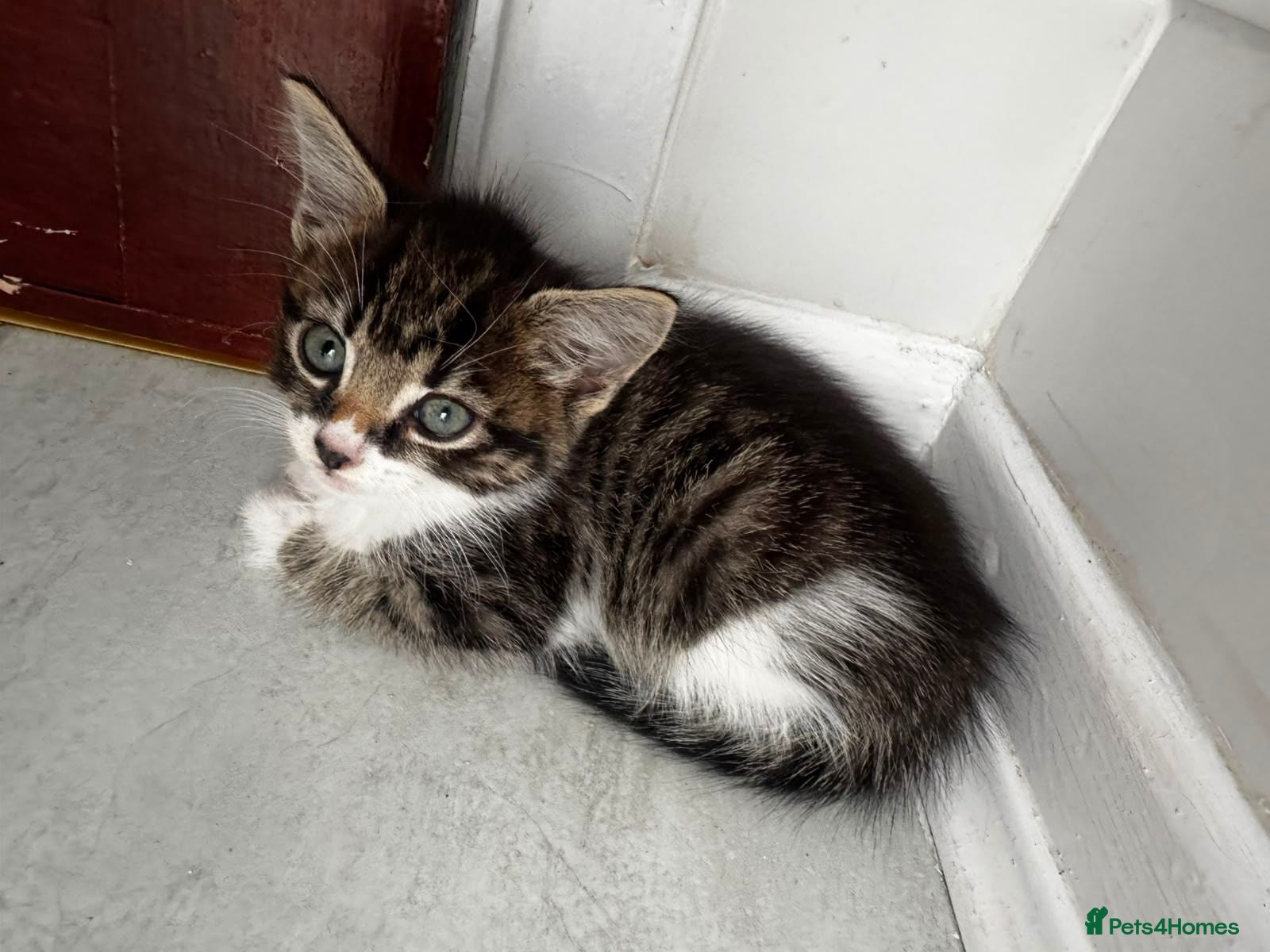 Mixed Breed cats Maincoon mixed kittens - Advert 2