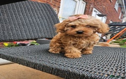 Cavapoo dogs for sale: F1b red cavapoo  - Image 8