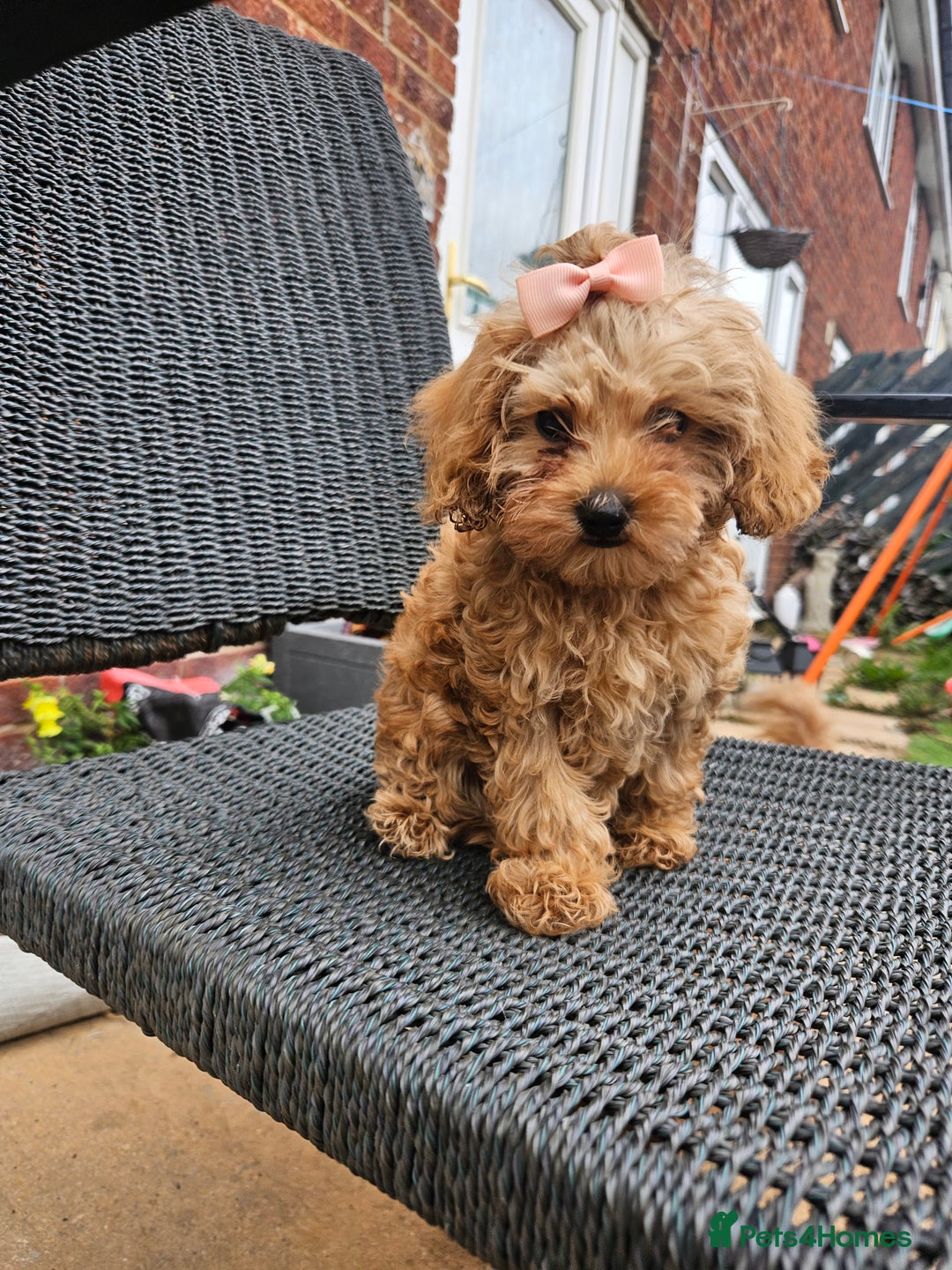 Cavapoo dogs for sale: F1b red cavapoo  - Image 8