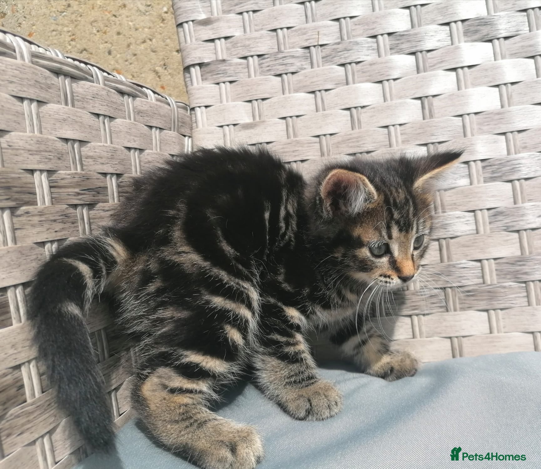 Mixed Breed cats Beautiful Fluffy Maine Coon Type Tabby Kitten - Advert 1