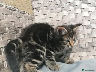 Mixed Breed cats Beautiful Fluffy Maine Coon Type Tabby Kitten - Advert 1