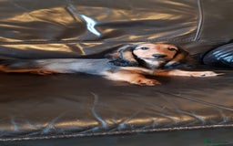 Miniature Dachshund dogs for sale: Miniature longhaired Dashchounds  - Image 1