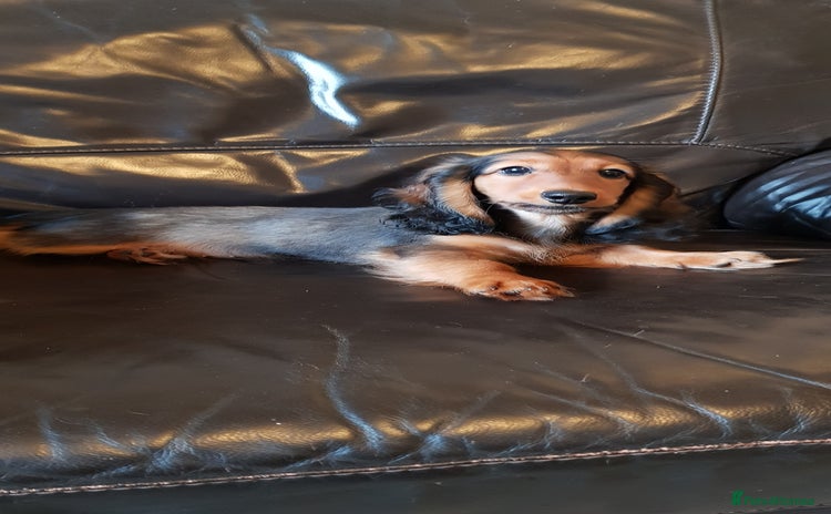 Miniature Dachshund dogs - Advert 3