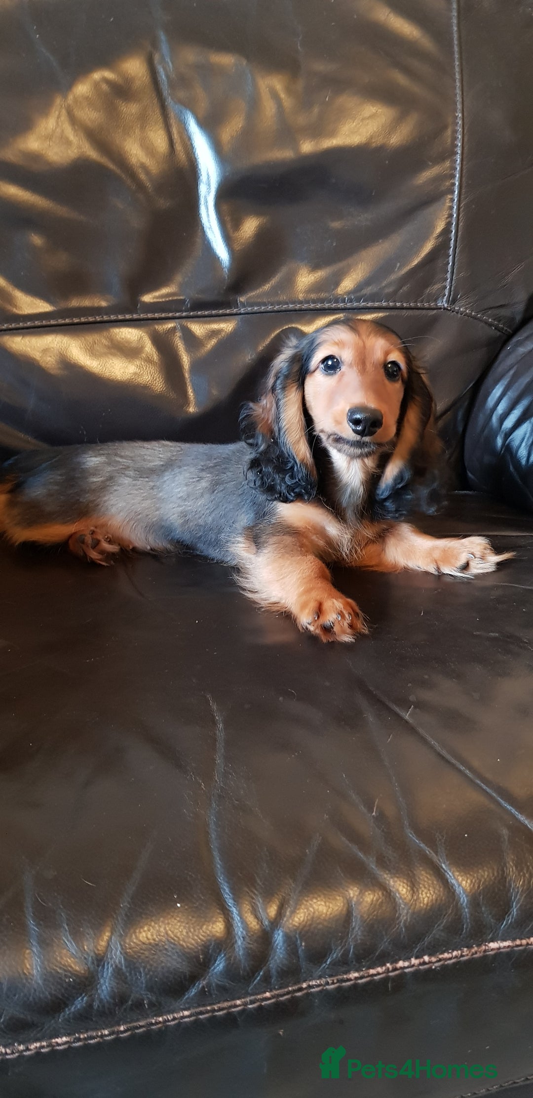 Miniature Dachshund dogs for sale: Miniature longhaired Dashchounds  - Image 1