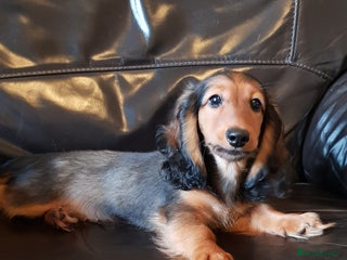 Miniature Dachshund dogs - Advert 28