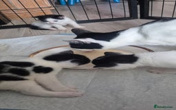 Mixed Breed cats for sale: Felix cats - Image 2