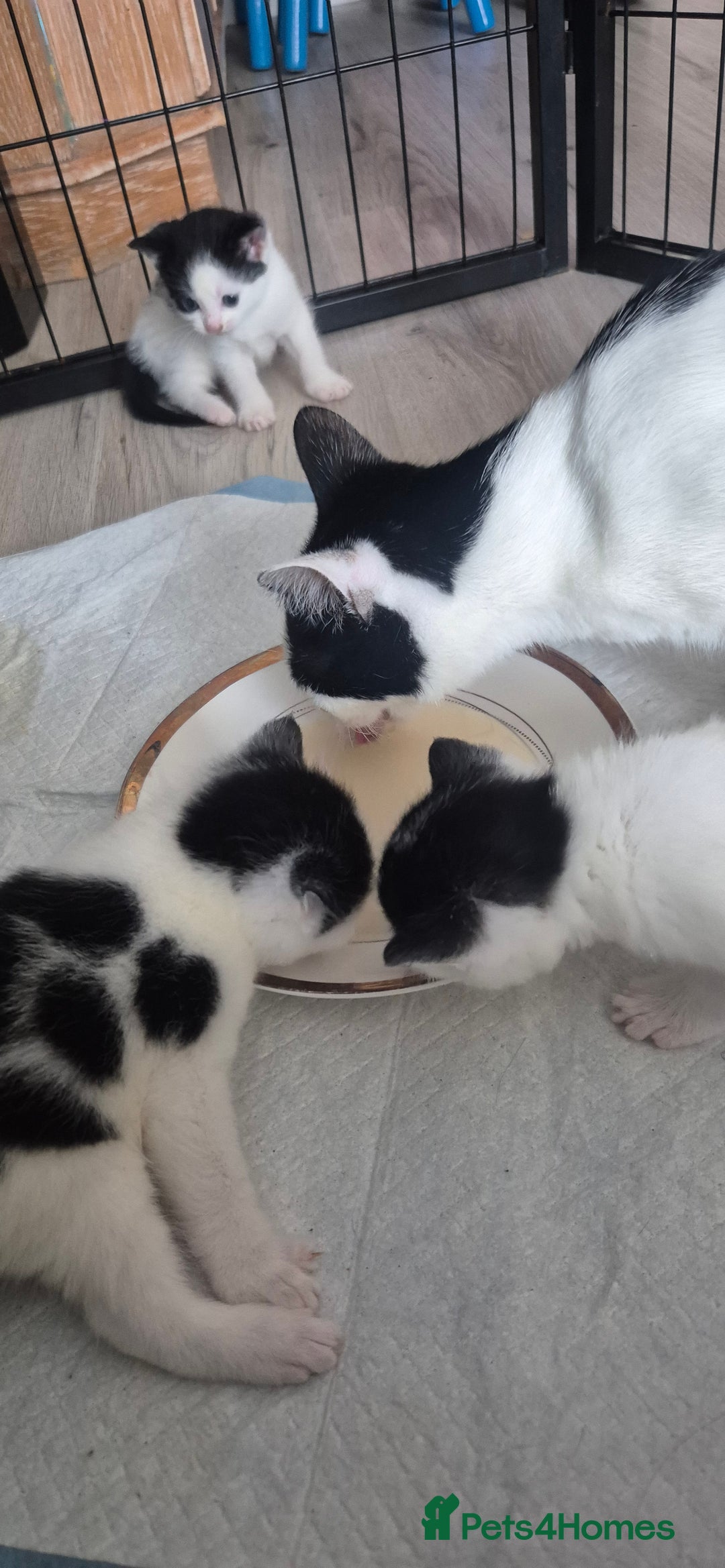 Mixed Breed cats for sale: Felix cats - Image 2