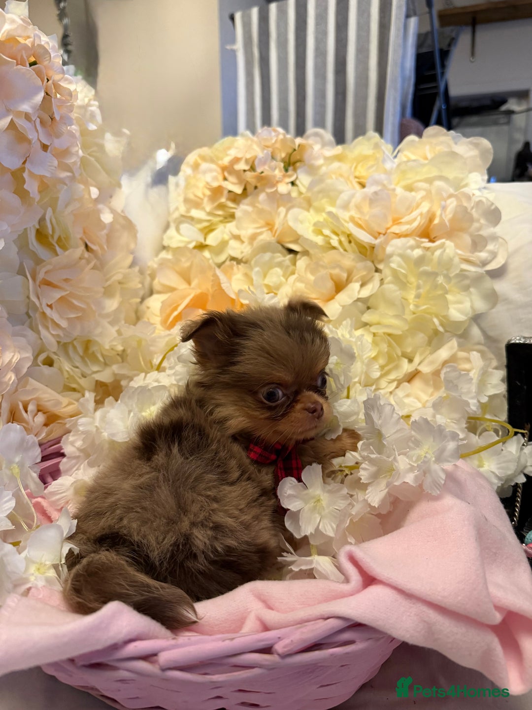 Chihuahua dogs for sale: Long coated Chihuahuas *super rare! - Advert 7