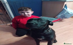 Mixed Breed dogs for sale: Hoggle  - Image 2