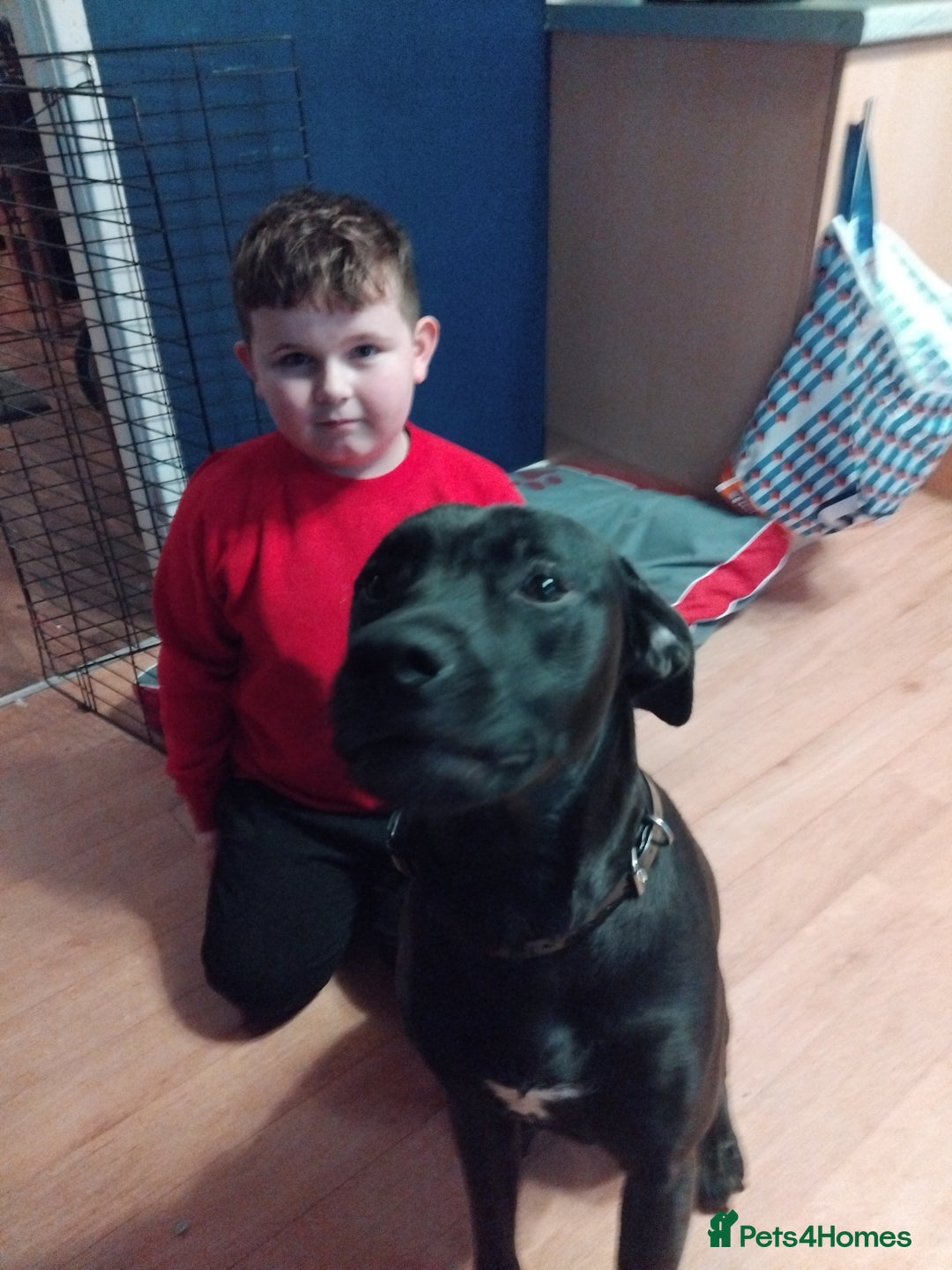 Mixed Breed dogs for sale: Hoggle  - Image 2