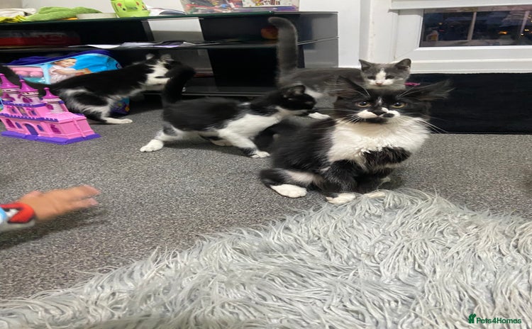 Mixed Breed cats - Advert 1