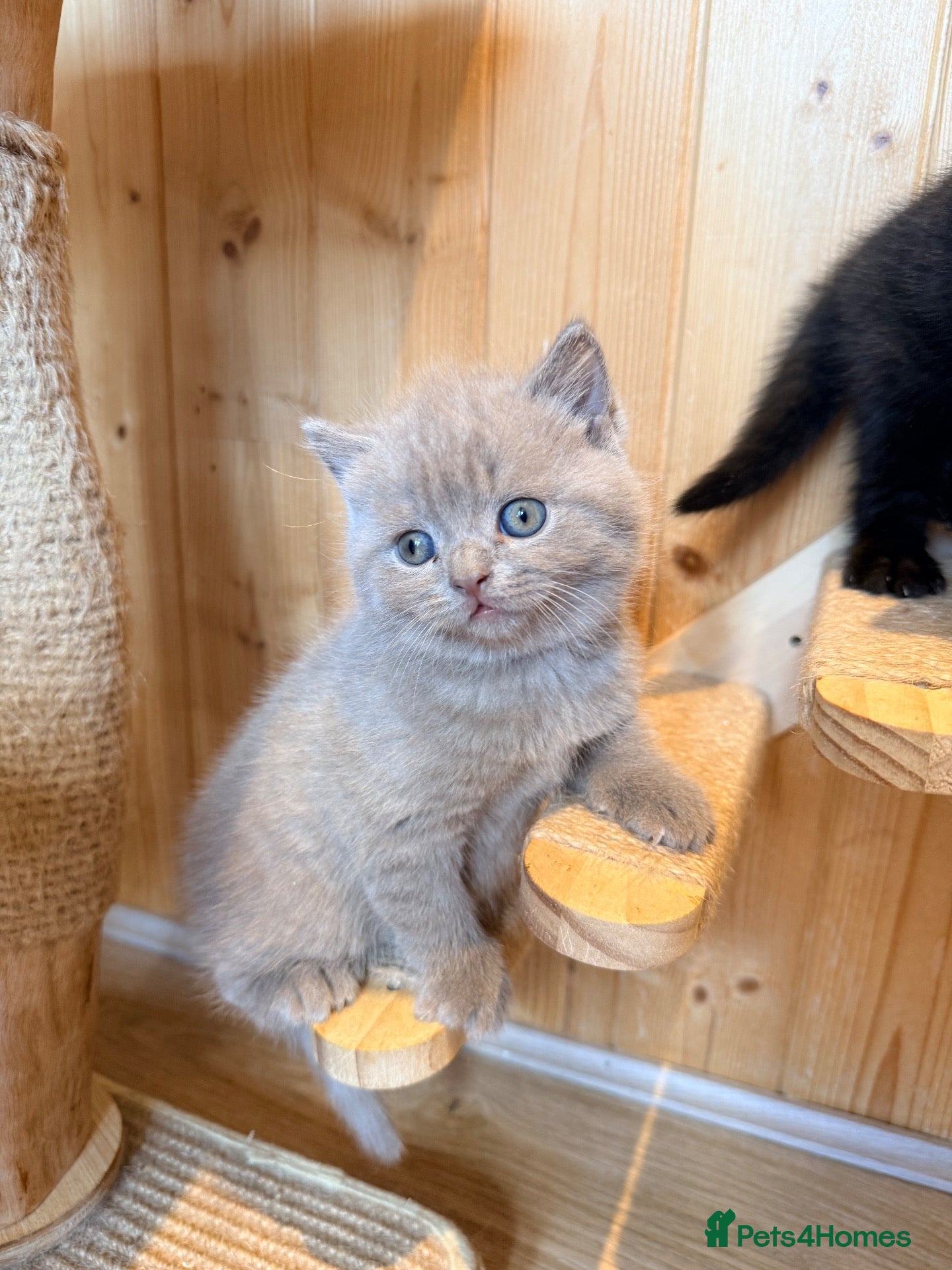 British Shorthair cats 🐾 British shorthair kitten for sale 🐾 - Advert 1