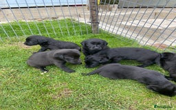 Labrador Retriever dogs for sale: Labrador pups - Image 8
