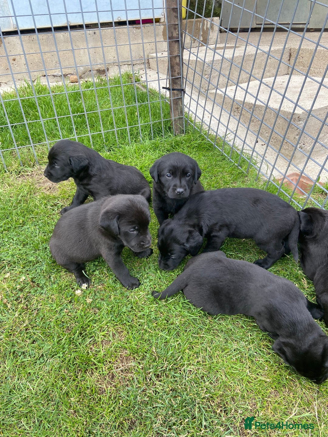 Labrador Retriever dogs for sale: Labrador pups - Image 8
