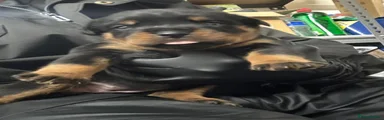 Rottweiler 4