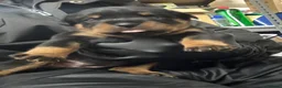 Rottweiler dogs for sale: Rottwiler puppies - Advert 16