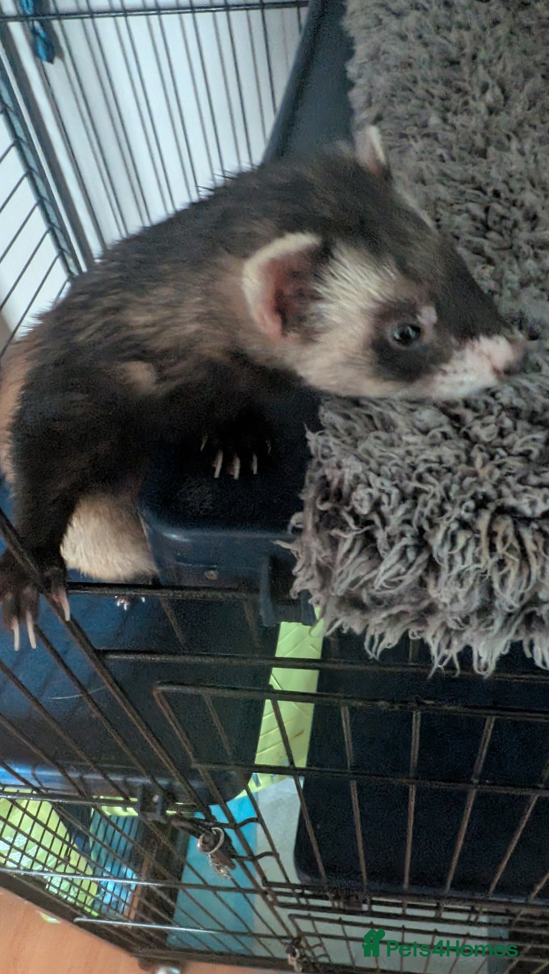 Ferret rodents for sale: 2 female ferrets with cage etc - Image 5