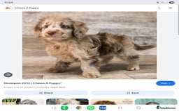 Doxiepoo dogs for sale: Merle & Solid Colour Doxiepoos - Image 24