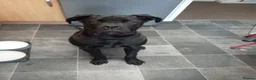 Cane Corso dogs for sale: Male cane Corso - Advert 2
