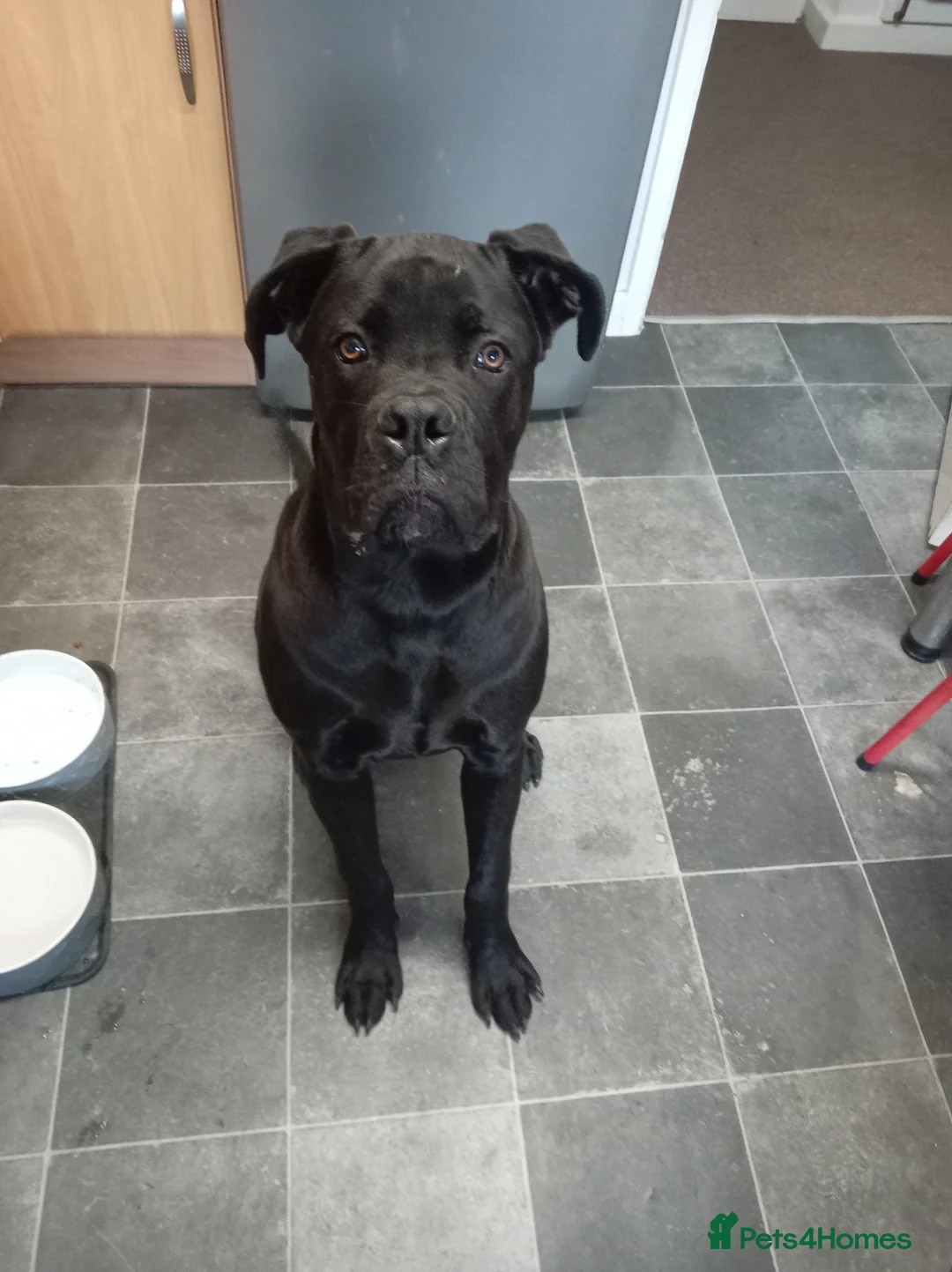 Cane Corso dogs for sale: Male cane Corso - Advert 2