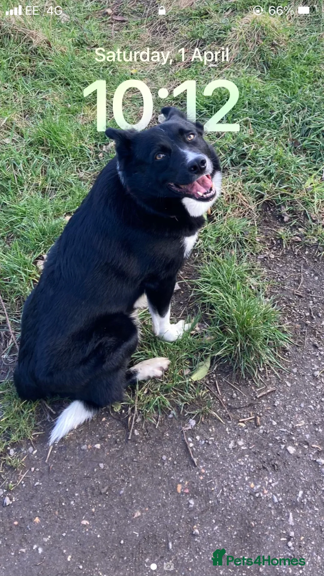 Border Collie dogs for sale: Border Collie in need of a calm home - Advert 8