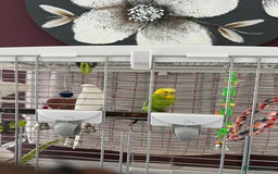Budgerigars birds for sale: A pair of budgie requiring a new home. - Image 2