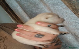 Mixed Breed dogs for sale: Jackawawas  - Image 10