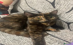 European cats for sale: Nice cat - Image 4