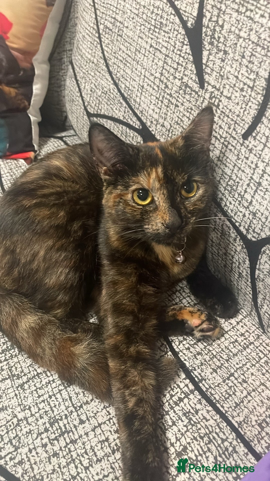 European cats for sale: Nice cat - Image 4