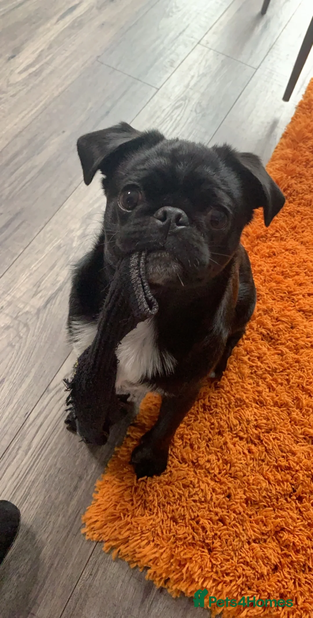 Pug dogs for sale: Kev the pug - Advert 3