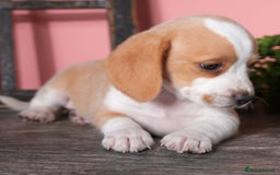 Beagle dogs for sale: Adorable Male & Female Beagle Puppies  - Image 2
