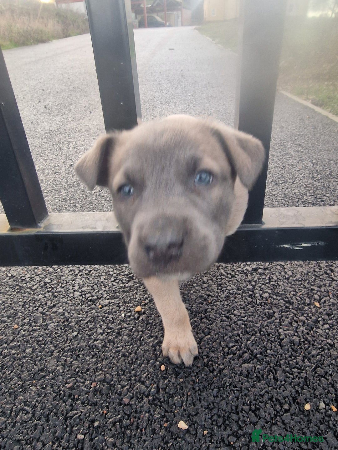 Mixed Breed dogs for sale: Dutch shepered X Doberman x malinois puppys  - Advert 21