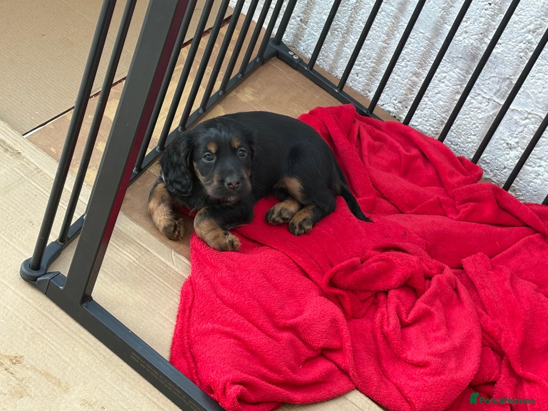 Cocker Spaniel dogs for sale: Beautifully marked Cocker Spaniel Pups For Sale - Advert 3
