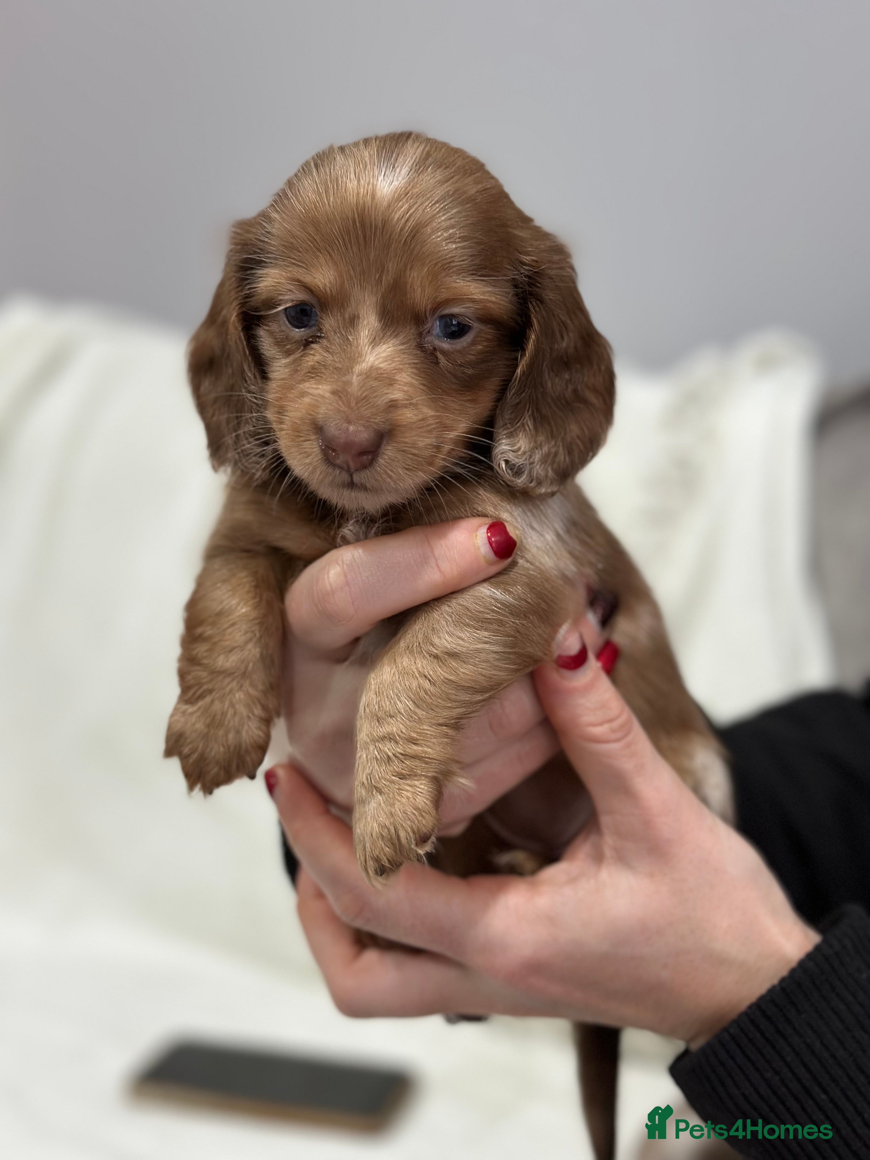 Miniature Dachshund dogs Miniatures dachshunds - Advert 16