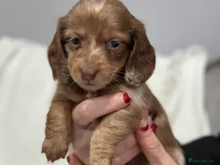 Miniature Dachshund dogs Miniatures dachshunds - Advert 16