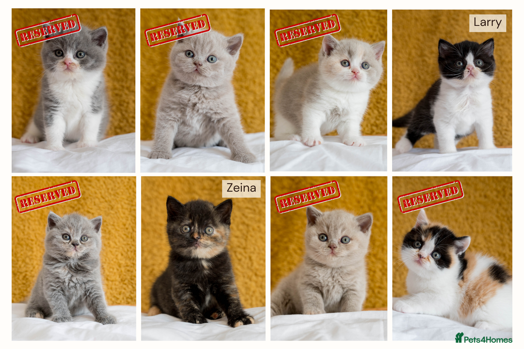 British Shorthair cats for sale: Ready this weekend, super cute BSH kittens - Image 9