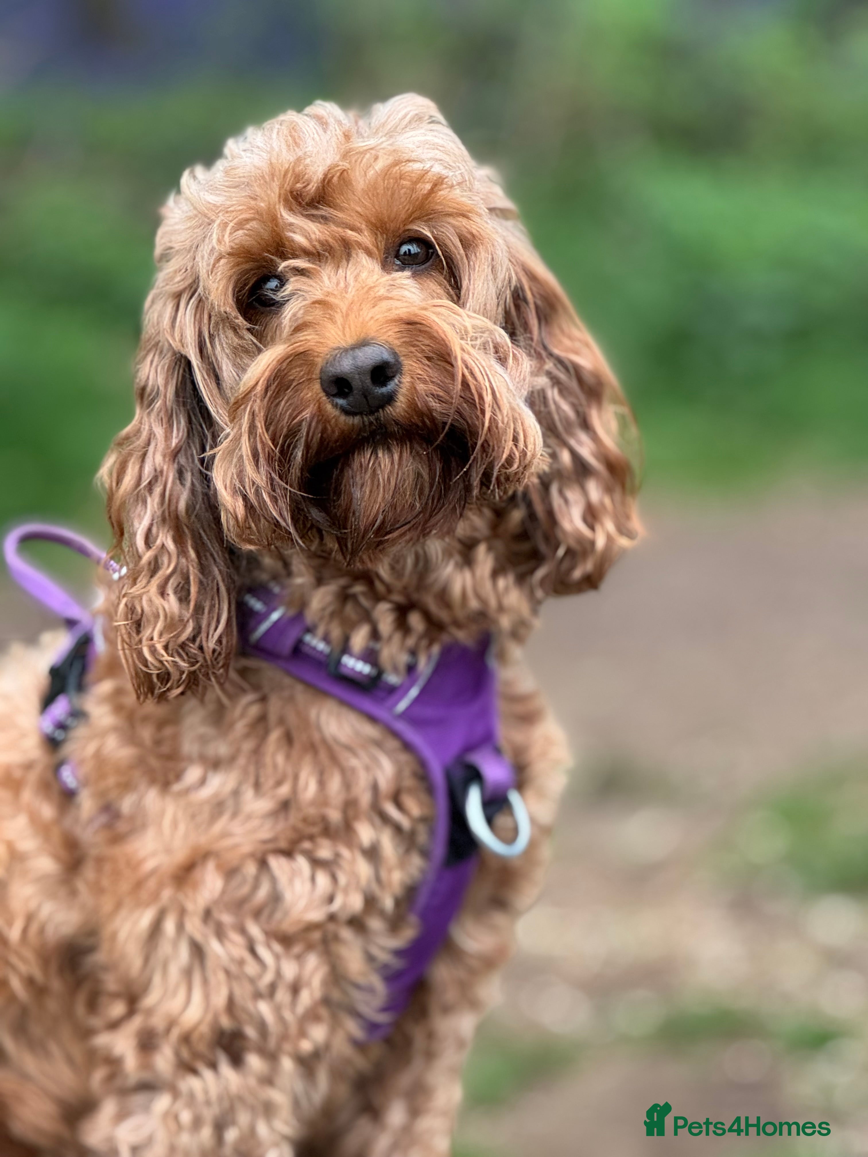 Cockapoo dogs Cockapoo Litter Due 25th January  - Advert 1