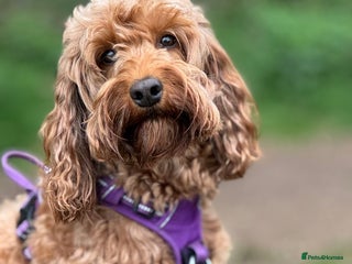 Cockapoo dogs Cockapoo Litter Due 25th January - Advert 4