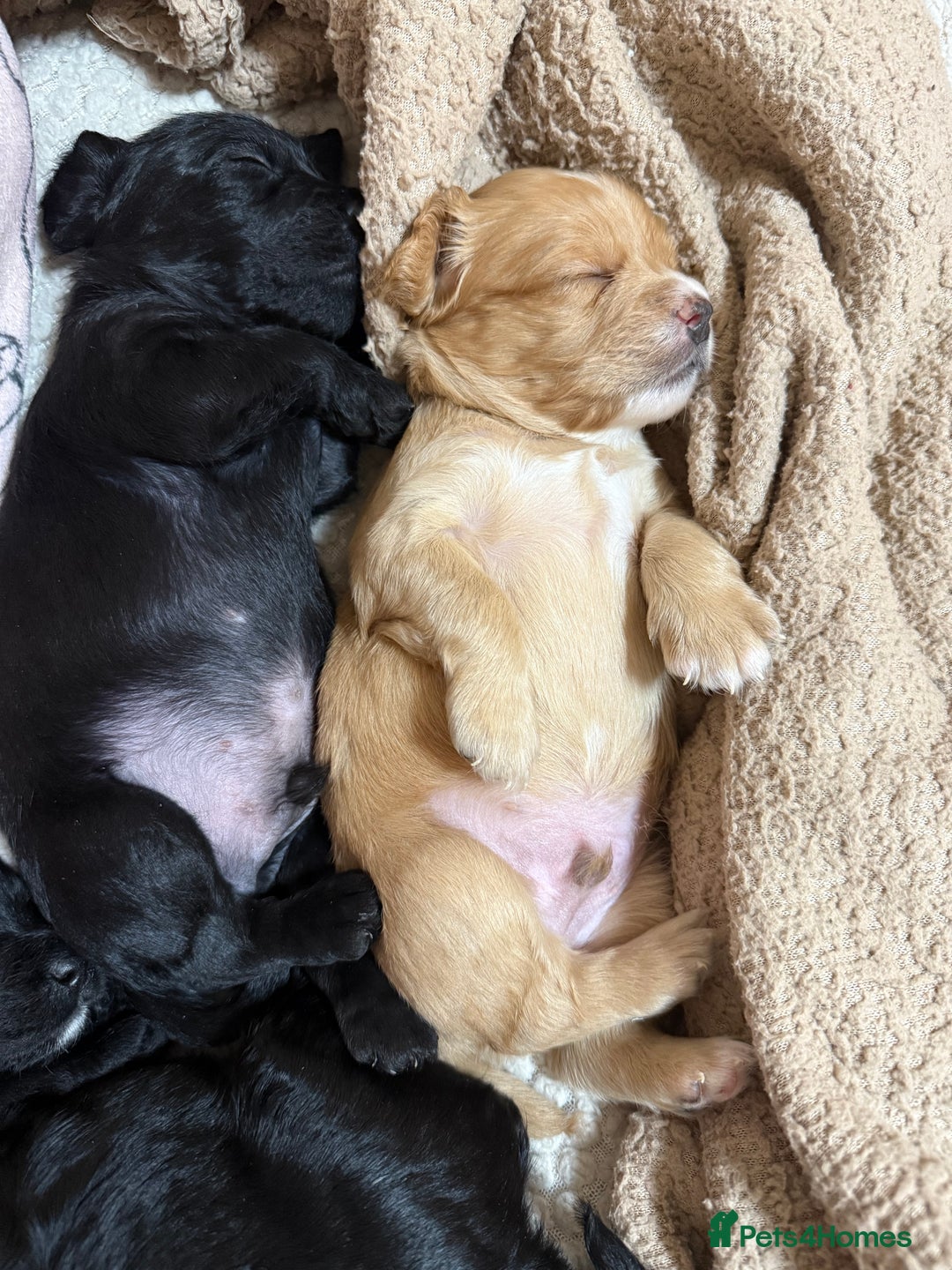 Mixed Breed dogs for sale: chunky litter of French bulldog cross cockapoo - Advert 1
