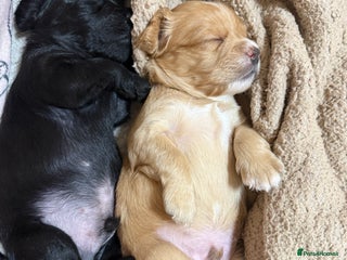 Mixed Breed dogs chunky litter of French bulldog cross cockapoo - Advert 1