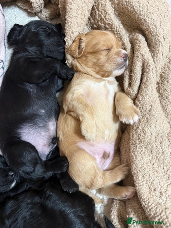 Mixed Breed dogs chunky litter of French bulldog cross cockapoo - Advert 1